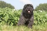 BOUVIER DES FLANDRES 014
